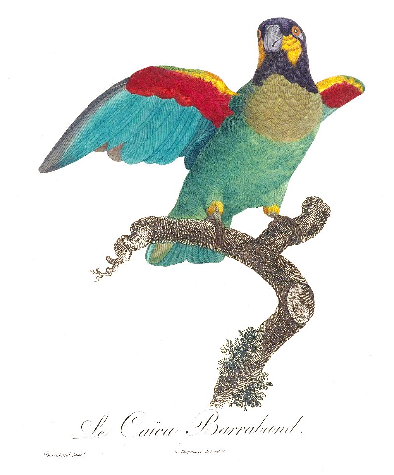 Levaillant Parrot 134