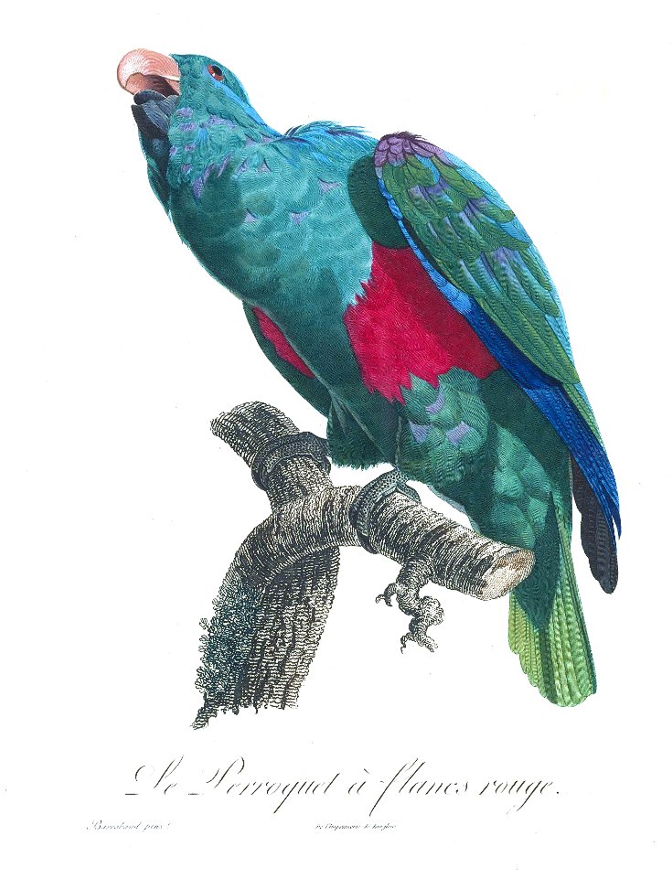 Levaillant Parrot 132