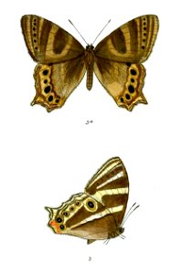Lethe ramadeva 90 3