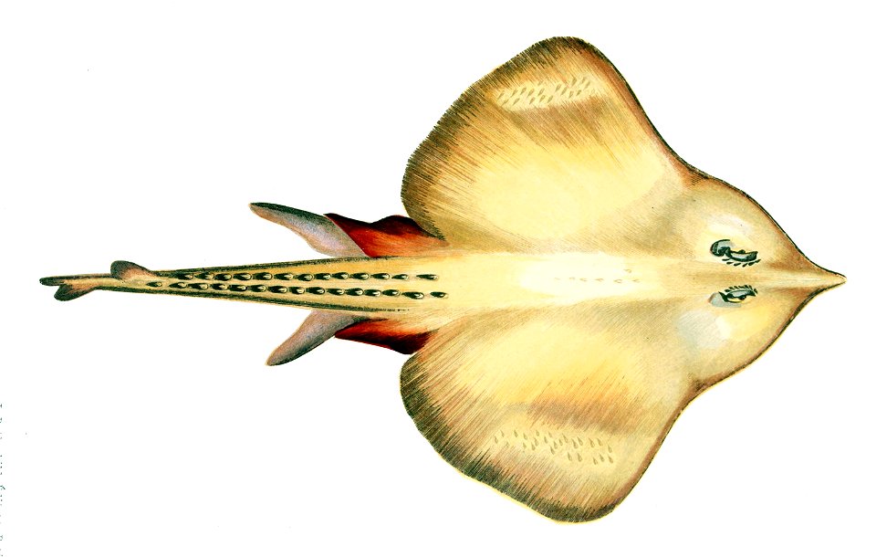 Leucoraja fullonica Gervais