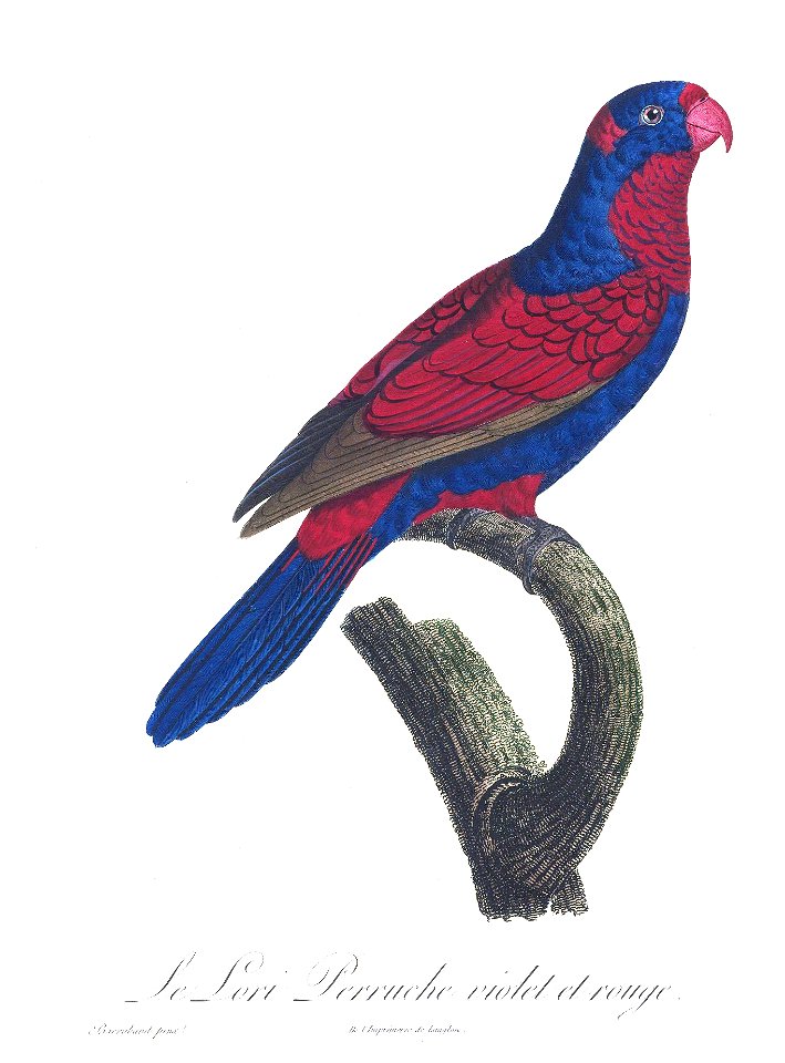 Levaillant Parrot 53