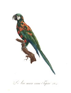 Levaillant Parrot 10