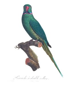 Levaillant Parrot 39