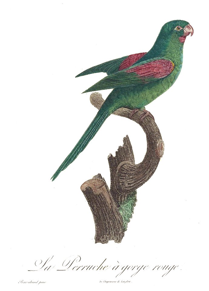Levaillant Parrot 46
