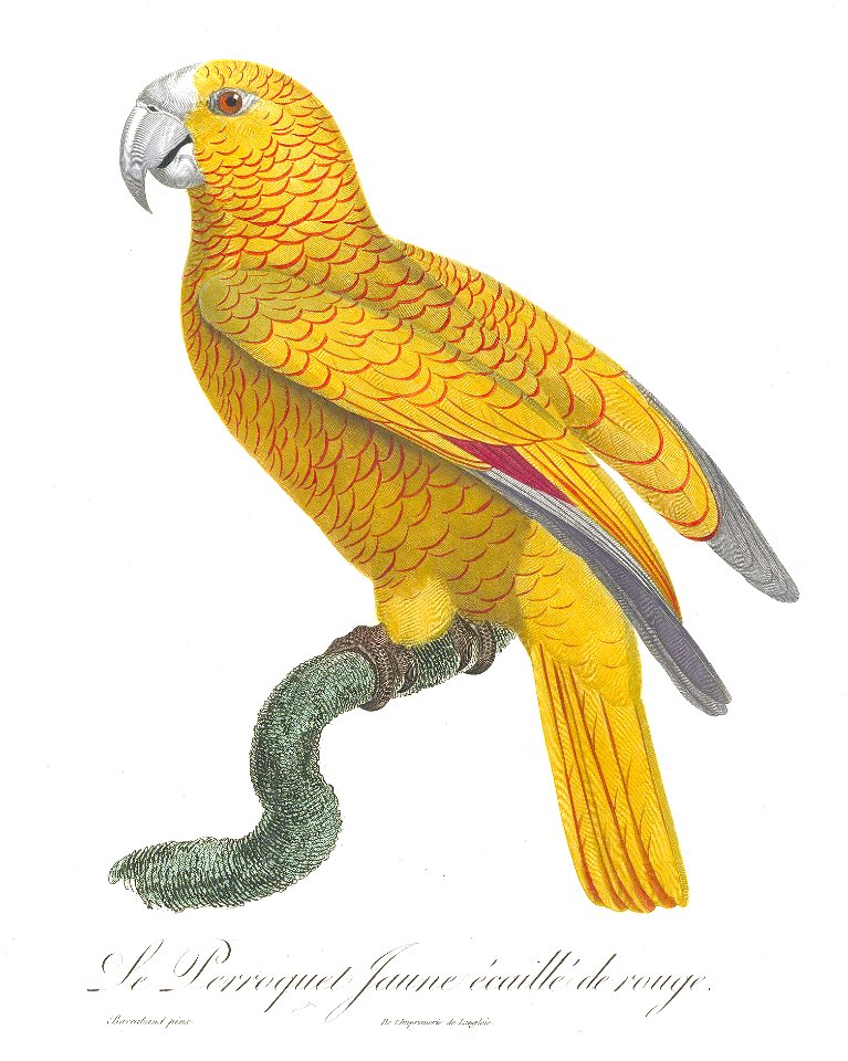 Levaillant Parrot 137