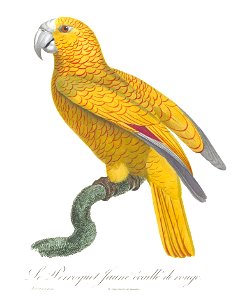 Levaillant Parrot 137