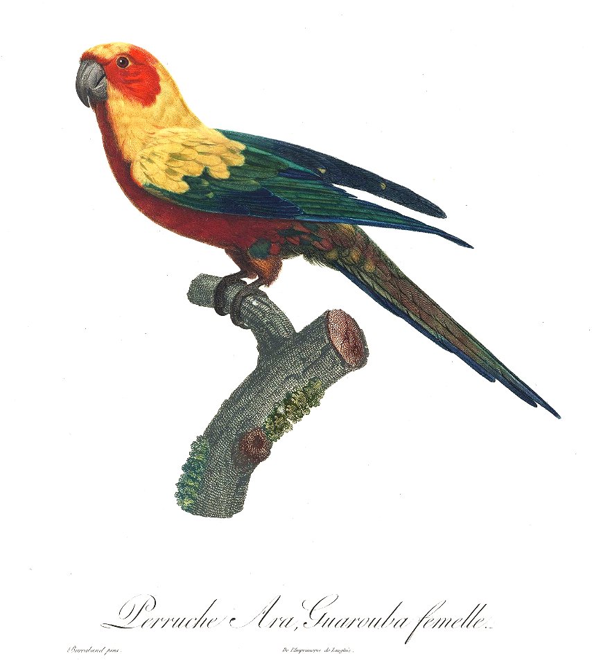 Levaillant Parrot 19