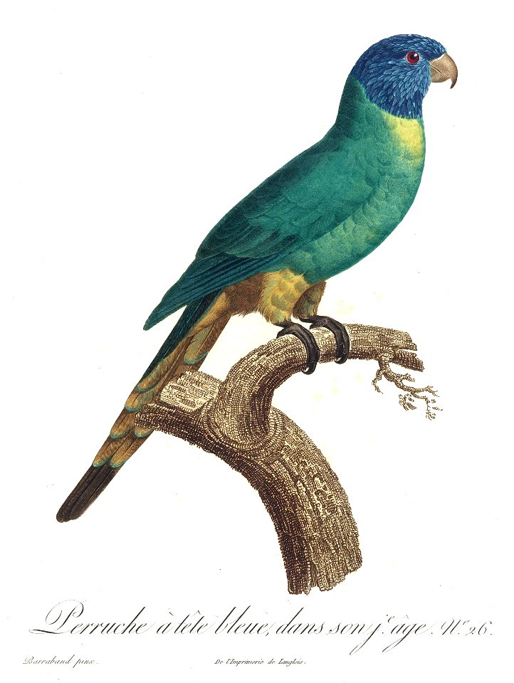 Levaillant Parrot 26