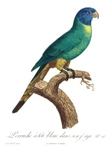 Levaillant Parrot 26