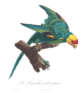 Levaillant Parrot 33