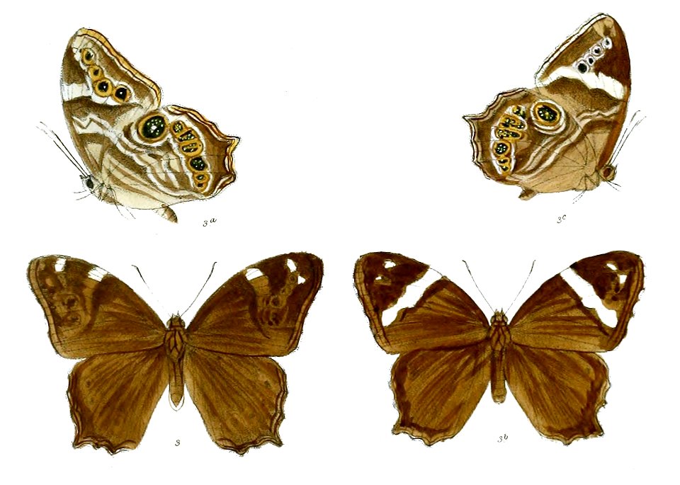 LetheDyrta 82 3
