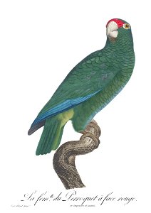 Levaillant Parrot 108