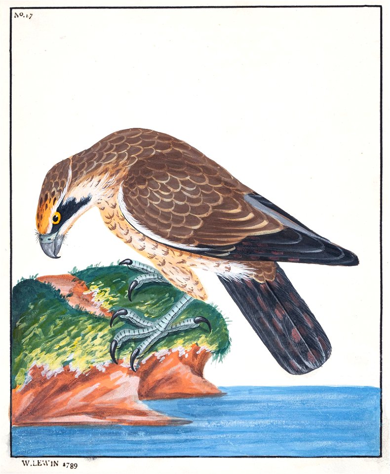 Lewin-5 - Lanner - 1789