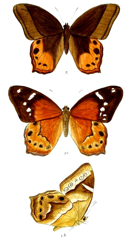 Lethe distans 80 1