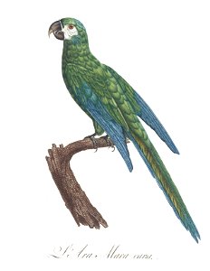 Levaillant Parrot 9