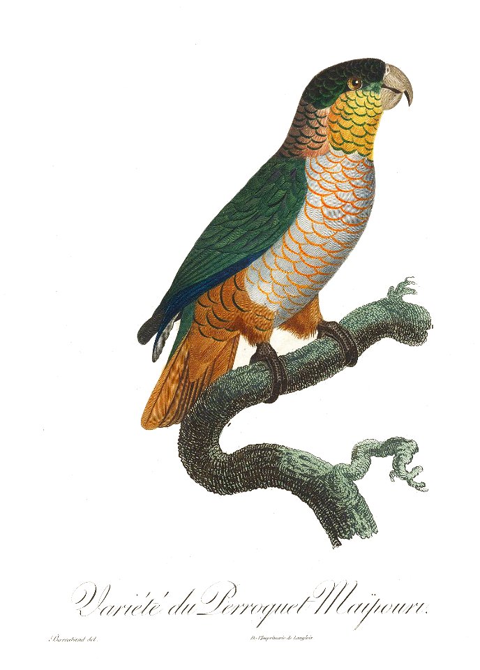 Levaillant Parrot 120