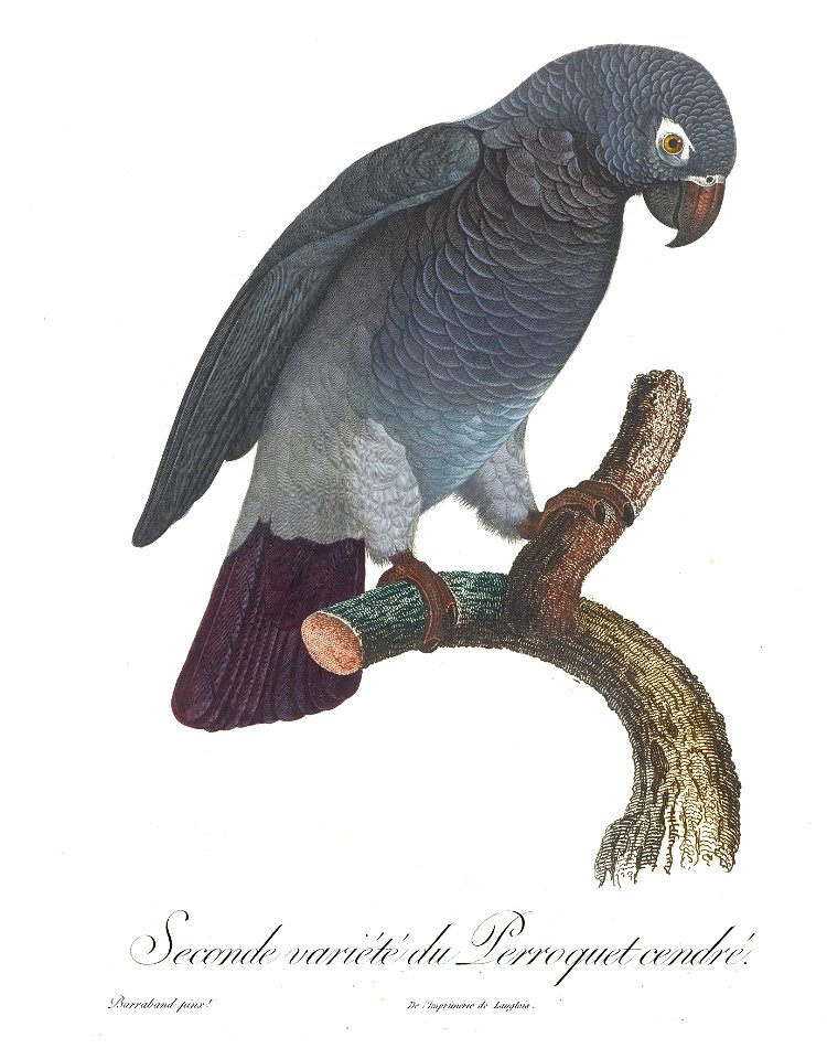 Levaillant Parrot 102