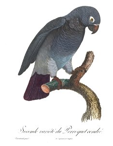 Levaillant Parrot 102