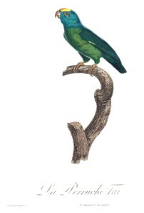 Levaillant Parrot 70