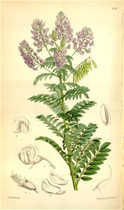 Lessertia perennans