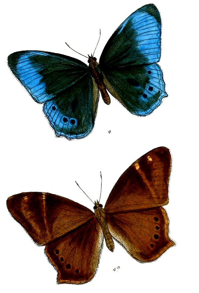 Lethe scanda 75 4