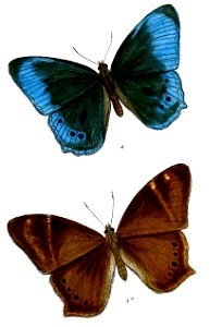Lethe scanda 75 4