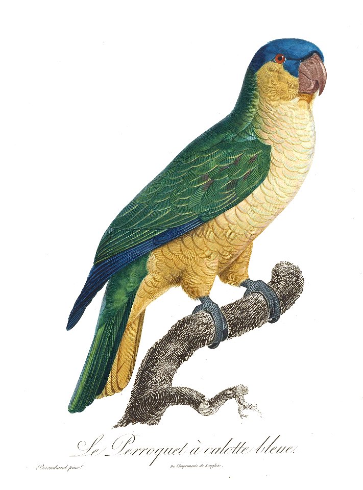 Levaillant Parrot 121