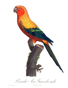 Levaillant Parrot 18