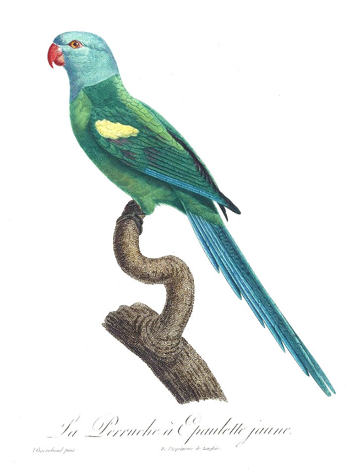 Levaillant Parrot 61