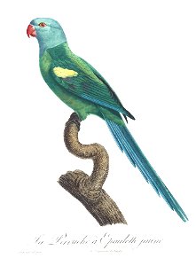 Levaillant Parrot 61