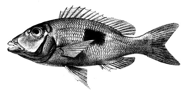 Lethrinus harak Ford 33