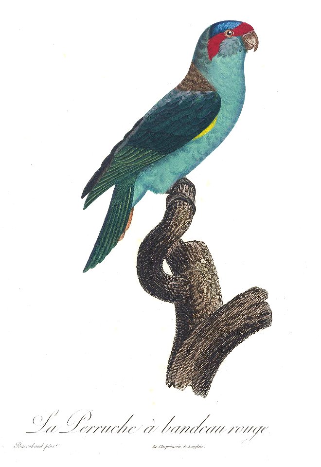 Levaillant Parrot 48