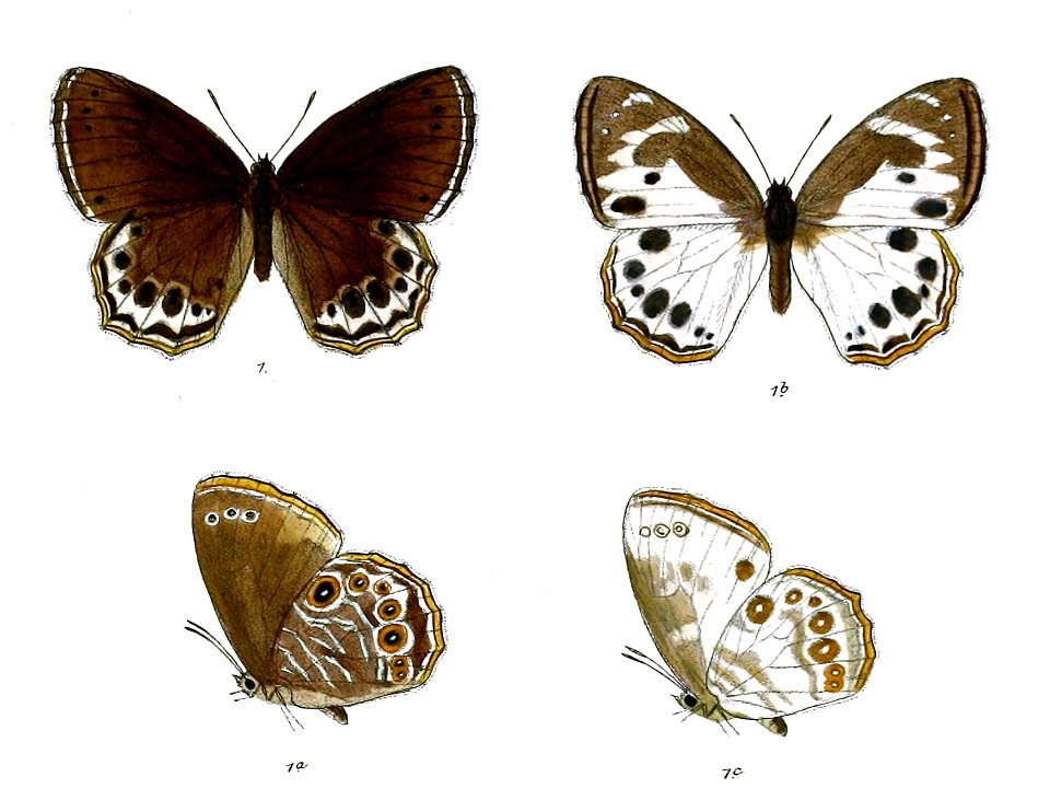 Lethe visrava 89 1