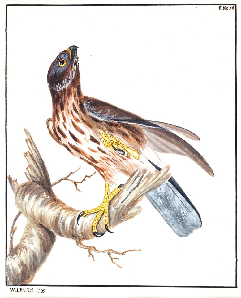 Lewin-9 - Kestrel - 1789