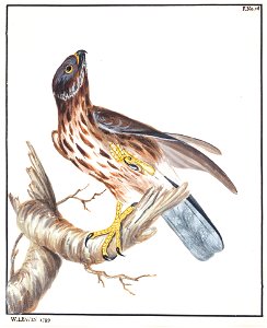 Lewin-9 - Kestrel - 1789
