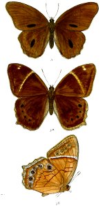 Lethe latiaris 76 3