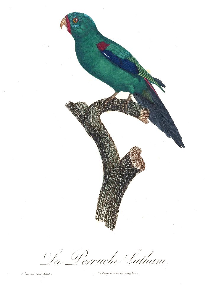 Levaillant Parrot 62
