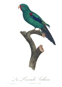 Levaillant Parrot 62
