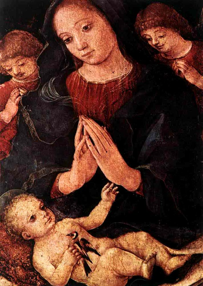 Liberale da Verona Madonna del cardellino