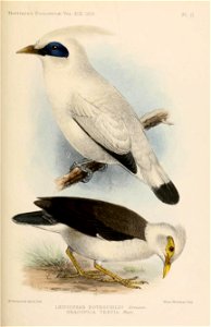 Leucopsar rothschildi & Acridotheres melanopterus tertius 1912
