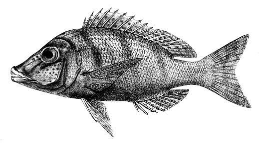Lethrinus nebulosus Ford 33
