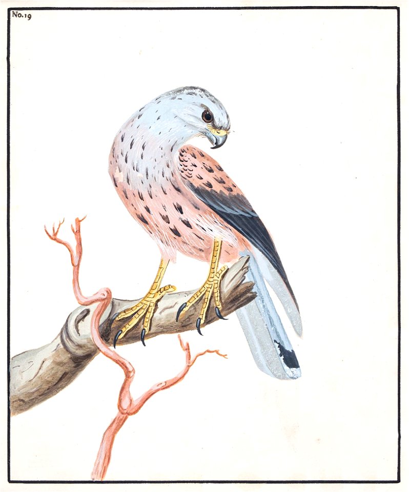 Lewin-7 - Harrier - 1789