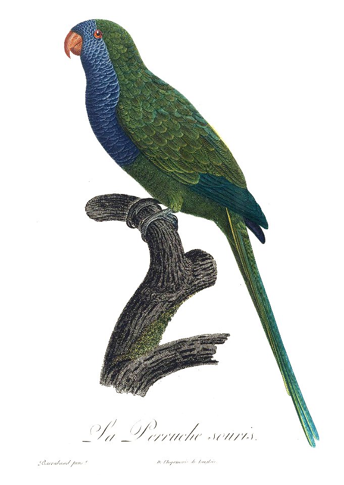 Levaillant Parrot 38