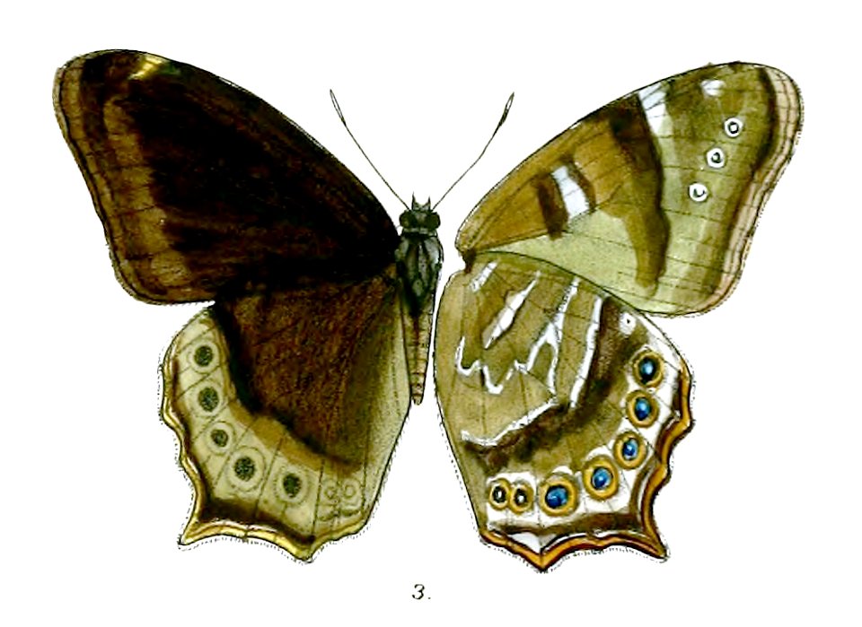Lethe dura gammiei 91 3