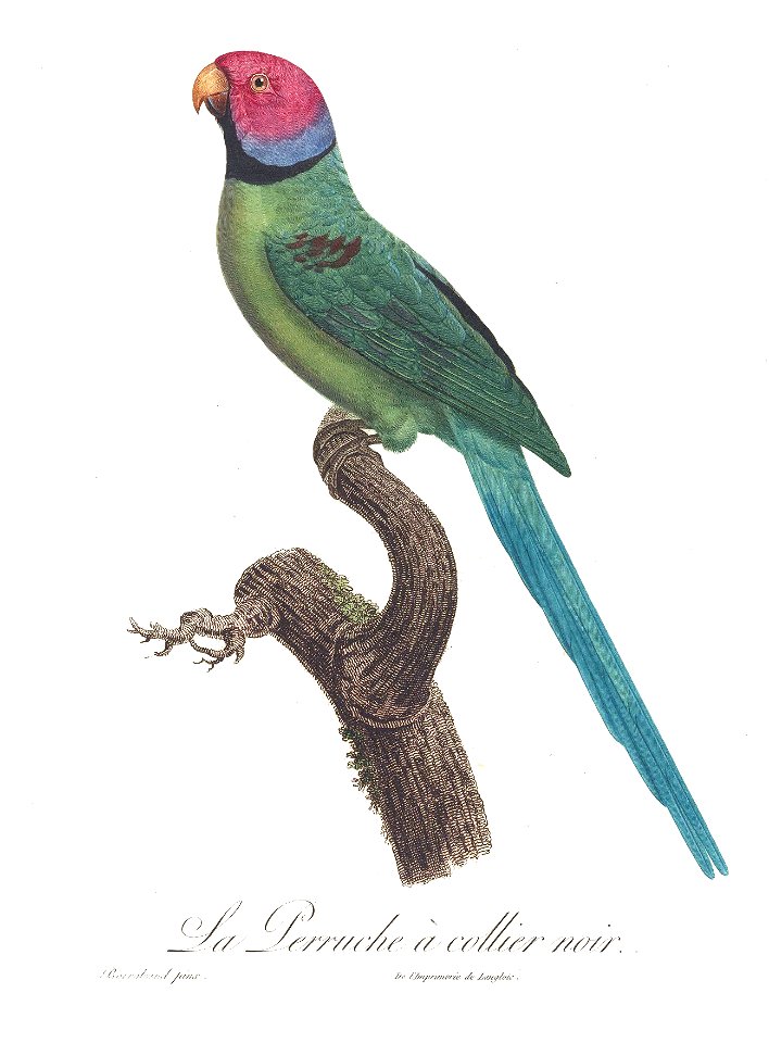 Levaillant Parrot 45