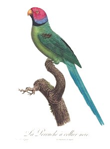 Levaillant Parrot 45
