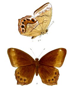 Lethe satyavati F 80 2