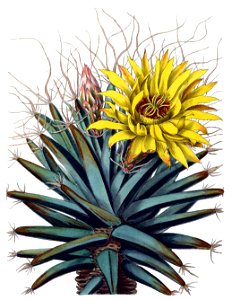 Leuchtenbergia principis BlKakteenT158