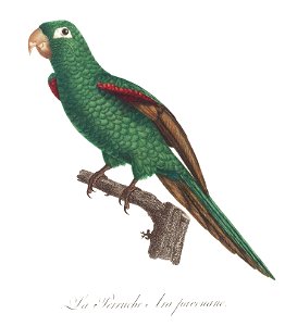 Levaillant Parrot 14