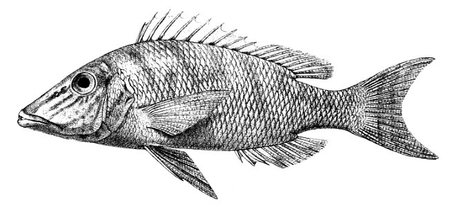 Lethrinus rostratus Ford 33